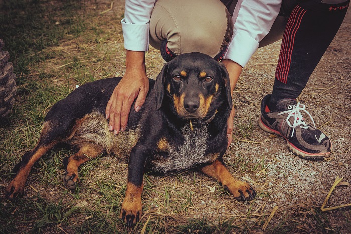 dog at vermont summer festival